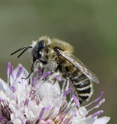 Hoplitis bisulca